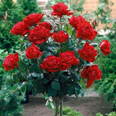 Троянда Керн 99 грн. Саджанці, рози, троянди. Сайт Клумба Етіель - YouTube