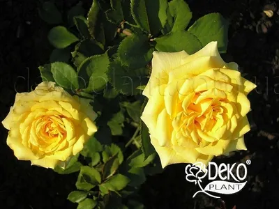 Мои любимые розы: Керио (Kerio) | В окружении цветов. | Дзен