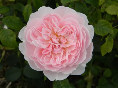 Красавица КЕРИО Чайно гибридная роза Полный обзор Особенности цветения и  обрезки - YouTube