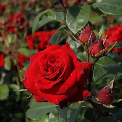 Саджанці троянд Керн (Kern, Керіо) (ID#731213709), цена: 100 ₴, купить на  Prom.ua