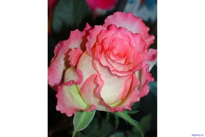 Роза миниатюрная Бейб: продажа, цена в Винницкой области. Рассада и саженцы  цветов от \"Интернет-магазин садовода Наша дача\" - 1373781945
