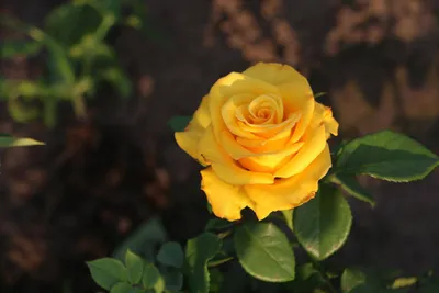 Невероятно красивые жёлтые розы😍... - Роза на любой вкус | Facebook