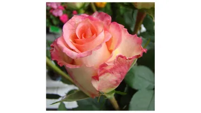 Роза чайно гибридная желтая - красивые фото