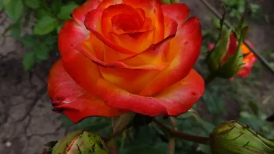 Роза чайно-гибридная Хай Меджик (ID#990882213), цена: 110 ₴, купить на  Prom.ua