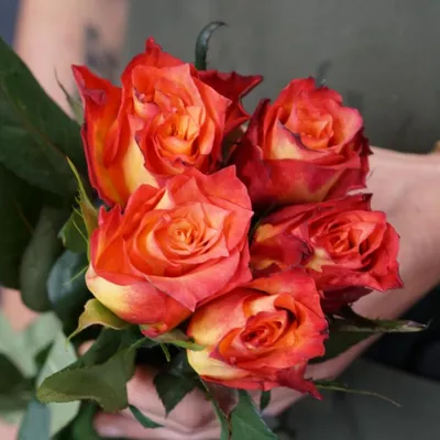 Роза Хай Меджик - купить саженцы роз. Каталог роз 2022