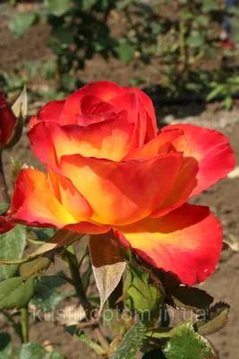Роза \"Хай Меджик\" (Кения) с доставкой в Новороссийске в интернет магазине  цветов Роз Новоросс