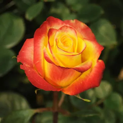 Купить 25 крупных оранжевых роз «Хай Мэджик» с доставкой в Курске, каталог  Букеты с розами - «MarnaFlowers».
