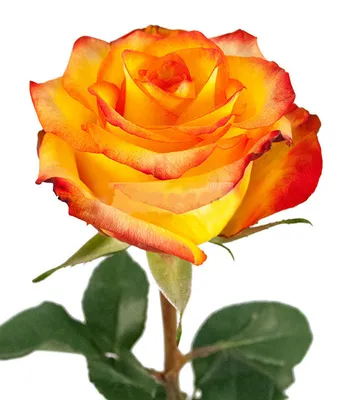 А) 51 Роза \"Хай Меджик\" (Кения) 40 см и скидки в интернет магазине цветов  Роз Новоросс