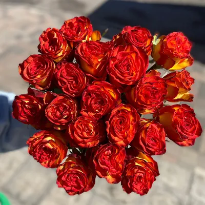 Роза \"Хай Мэджик\" - доставка свежих цветов и букетов по Екатеринбургу