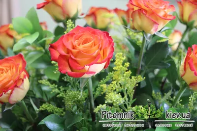 Купить 21 роза хай мэджик в Клину | Цветочная Лавка 24ч. Цветы и подарки в  Клину круглосуточно