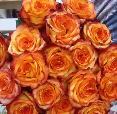 Роза чайно-гібридна Хай меджик, Rose High Magic (ID#1610925710), цена: 131  ₴, купить на Prom.ua