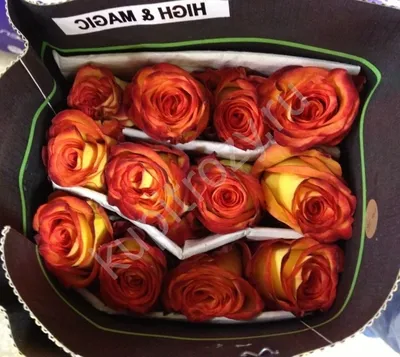 Букет 101 рыже-красной розы Хай Мэджик (Эквадор) ‒ купить в салоне цветов  Fresa