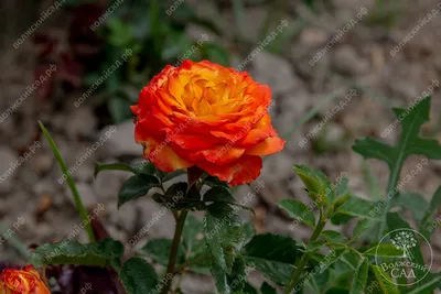Купите Роза Хай Мэджик 🌹 из питомника Долина роз с доставкой!