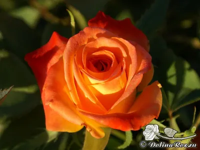Цветок розы Хай-меджик купить в Гомеле по низкой цене с доставкой