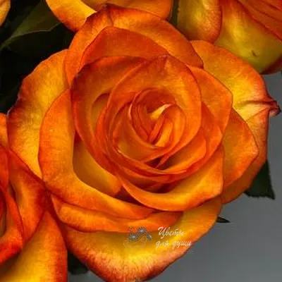 А) 101 Роза \"Хай Меджик\" (Кения) 40 см и скидки в интернет магазине цветов  Роз Новоросс