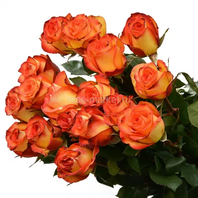25 роз Эквадор Хай Мэджик - купить в интернет-магазине по цене 4 990 руб. с  доставкой по Санкт-Петербургу