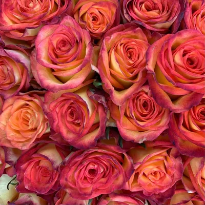 Купить букет 21 роза хай мэджик с доставкой по Москве | zhflowers.ru
