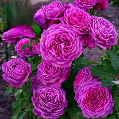 Роза флорибунда Heidi Klum Rose (Хайди Клум Розе) 890 руб. AGRO44730