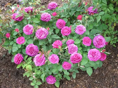 Хайди Клум (Heidi Klum) розы почтой купить саженцы роз почтой роза мини  купить