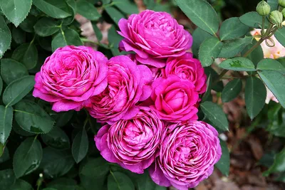 Роза флорибунда Хайди Клум (Heidi Klum) купить выгодно ✵ Сады-Эдема.рф –  интернет магазин растений для сада