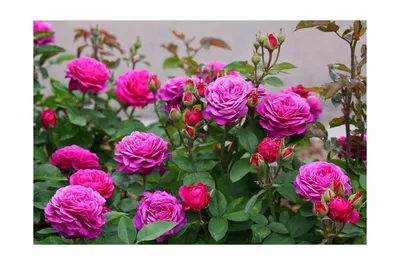 Роза Heidi Klum Rose ( Хайди Клум Розе) купить в Садовом Дворике с  доставкой по России и СНГ