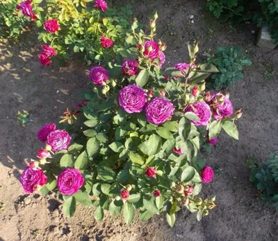 Роза 'Хайди Клум Роуз' (миниатюрная) ( фиолетово-розовая) купить по цене  2.900,00 руб. руб. в Москве в садовом центре Южный
