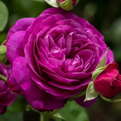 Роза флорибунда Хайди Клум (Heidi Klum) купить выгодно ✵ Сады-Эдема.рф –  интернет магазин растений для сада