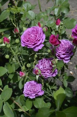 Купить розу флорибунда в контейнере Роза Хайди Клум недорого, доставка  почтой