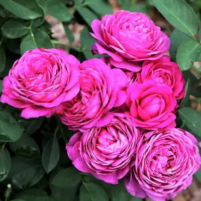 Купить Роза флорибунда Хайди Клум Rosa floribunda Heidi Klum - в питомнике  Флорини