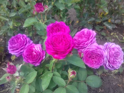 Купить саженцы роз Хайди Клум/Heidi Klum Rose в Москве, Московской области  или с доставкой по России