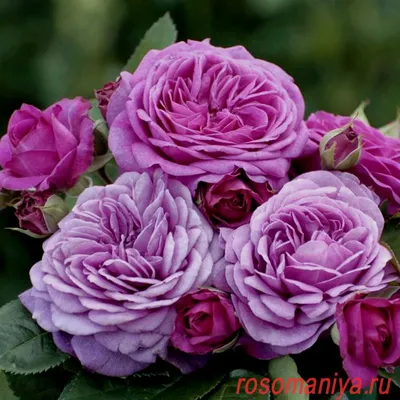 Роза флорибунда Хейди Клум Роуз: купить в Москве саженцы Rosa Heidi Klum  Rose в питомнике «Медра»