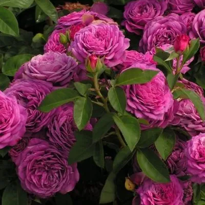 Красивые розы. Роза \"Хайди Клум\" (3 зона) - YouTube