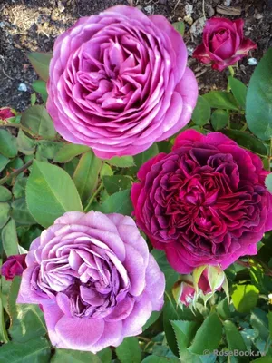 Саженцы розы флорибунда Хейди Клум (Rose Heidi Klum) (ID#1547924199), цена:  75 ₴, купить на Prom.ua