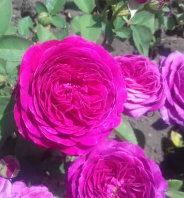 Самоочищающиеся сорта роз: фото и особенности выращивания | В цветнике  (Огород.ru)