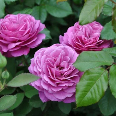 Роза Хайди Клум (Heidi Klum) - Питомник роз