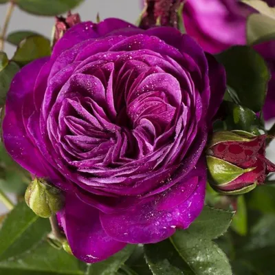 Хайди Клум роза.Heidi Klum rose.Миниатюрные розы .Описание.Фото.Отзывы.Купить.Питомник.