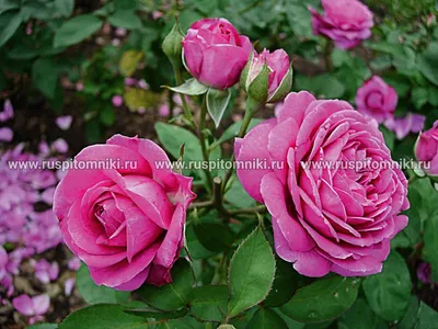 Роза Хайди Клум для души и розарий готов! | Цветущий сад Татьяны | Дзен