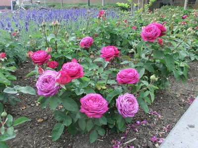 Хайди Клум , #роза из серии \"патио\" с густомахровыми фиолетово-розовыми  цветками с насыщенным пьянящим ароматом. Куст низкий, компактный… |  Instagram