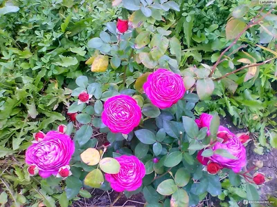 Роза флорибунда `Хайди Клум`, Rosa (F) `Heidi Klum` | СадПарад
