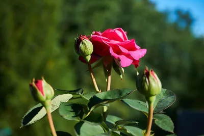 Хайди Клум (Heidi Klum Rose) – Rosen Tantau - купить Аромат-роз.рф