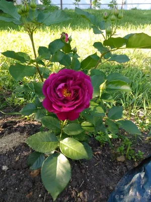 Роза тантау Heidi Klum - «Роза-патио, но при этом огромные ароматные  бутоны, роза-аристократка, утонченная и аккуратная» | отзывы
