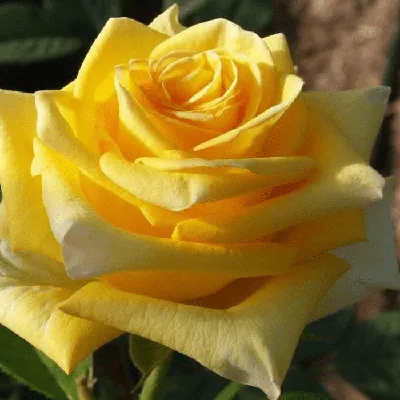Роза \"Хаммер\" (Эквадор) (Премиум) с доставкой в Новороссийске в интернет  магазине цветов Роз Новоросс