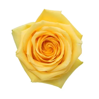 А) 21 Роза \"Хаммер\" (Эквадор) (Премиум) и скидки в интернет магазине цветов  Роз Новоросс