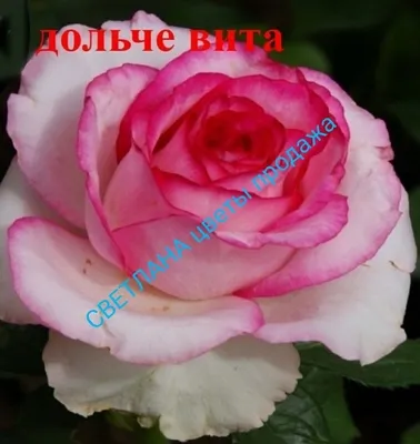 Роза Хаммер купить в Киеве, доставка почтой по Украине, недорого в  интернет-магазине, цены