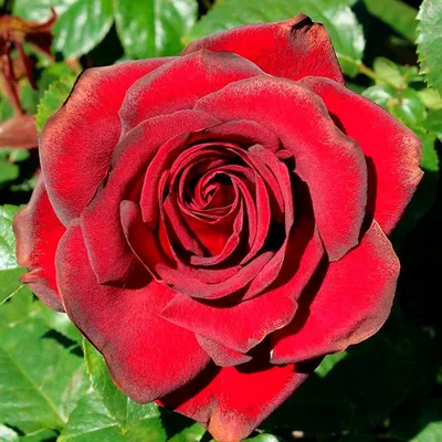 Сорт розы хаммер (76 фото) »