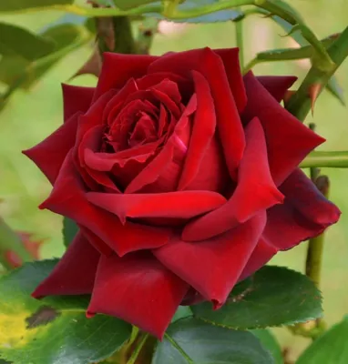 Розы Чайно гибридные Хаммер, цена 660 руб. купить в Солдатской