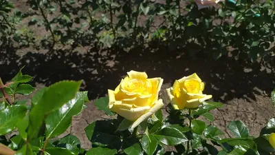 Роза пакайя (38 фото) - 38 фото