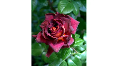 Купить Букет из 101 желтой розы в Киеве от компании \"More Flowers\" -  1353667094