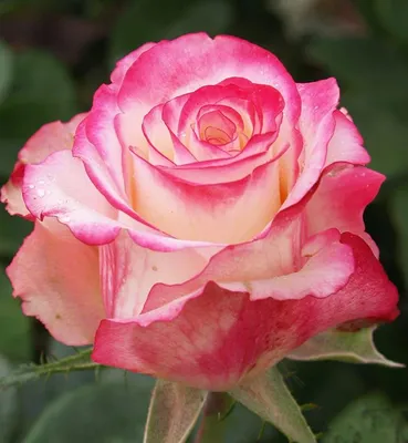 Купить розы в Братске с доставкой недорого, большой выбор