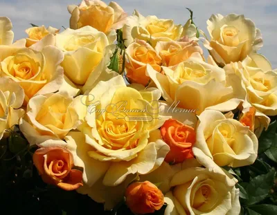 25 роз. Букет из 25 роз от Lotlike.ru – Купить цветы